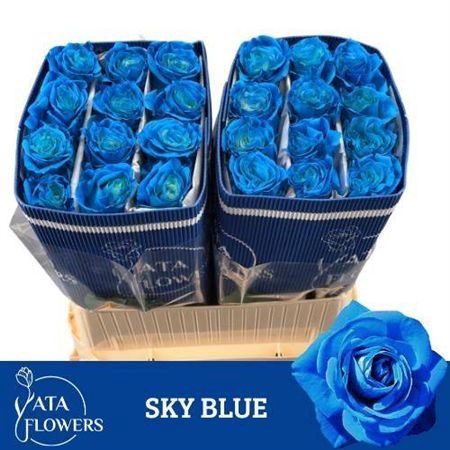 <h4>R Gr Sky Blue Ec</h4>