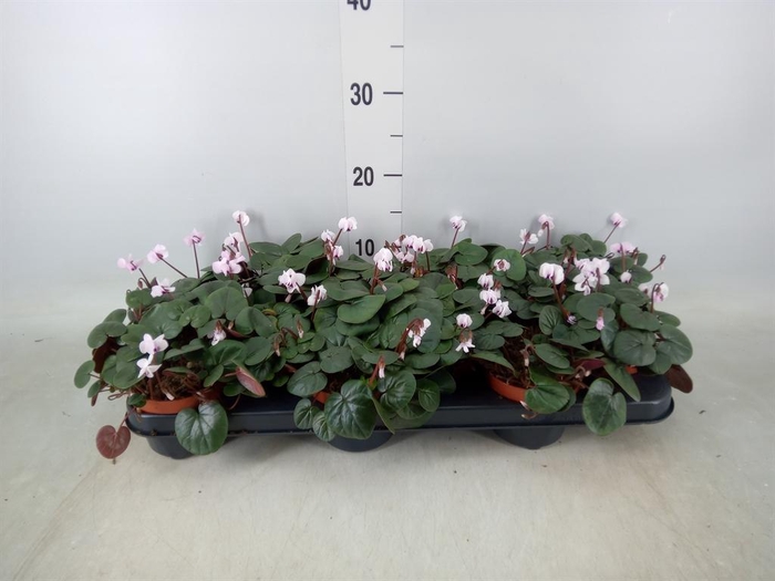 <h4>Cyclamen coum</h4>