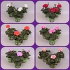 Pelargonium zonale Divers