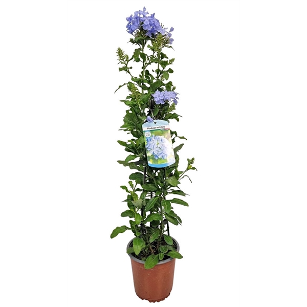 <h4>Plumbago Auriculata Pyramid - 1154</h4>