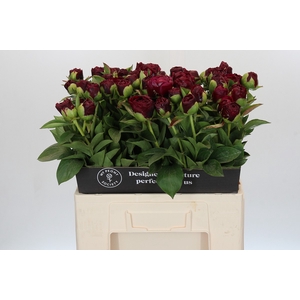 Paeonia Old Faithful