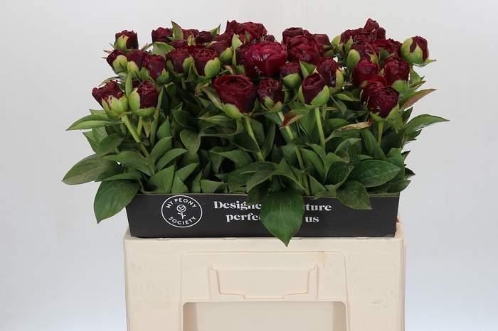 <h4>Paeonia Old Faithful</h4>