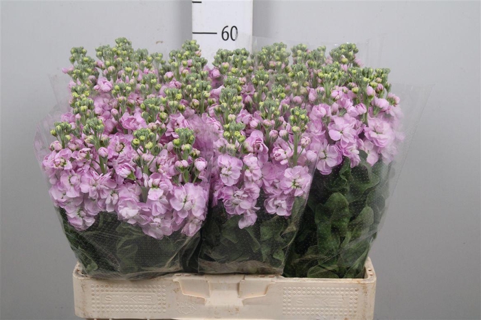 <h4>Matth Mathilda Pink</h4>