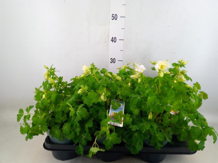 <h4>Aquilegia   ...</h4>