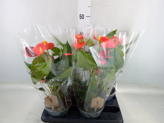 <h4>Anthurium andr. 'Prince of Orange'</h4>