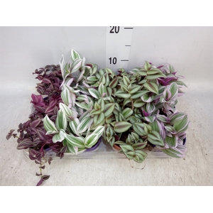 Tradescantia   ...mix