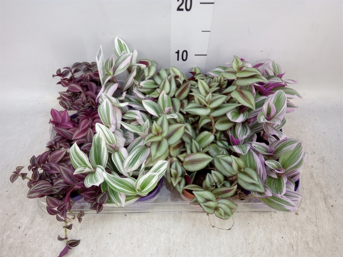 <h4>Tradescantia   ...mix</h4>