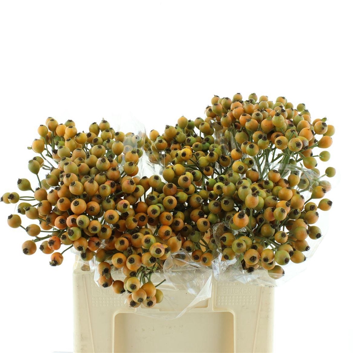 <h4>Rosa Bacche Fruttosa</h4>