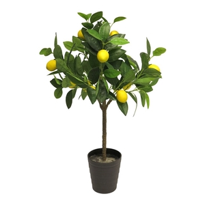 Lemon tree 70cm (12) lemons