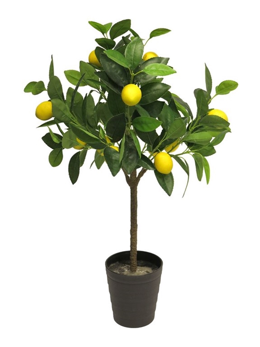 <h4>Lemon tree 70cm (12) lemons</h4>