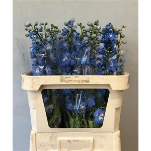 Delphinium Centurion Skyblue