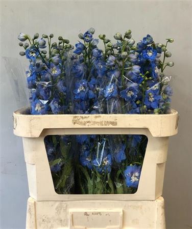 Delphinium Centurion Skyblue