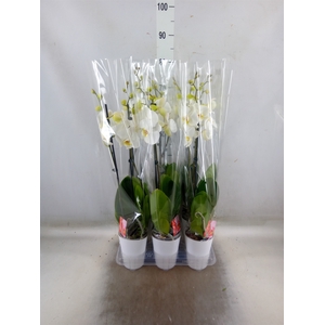 Phalaenopsis  'FC Snow Compass'