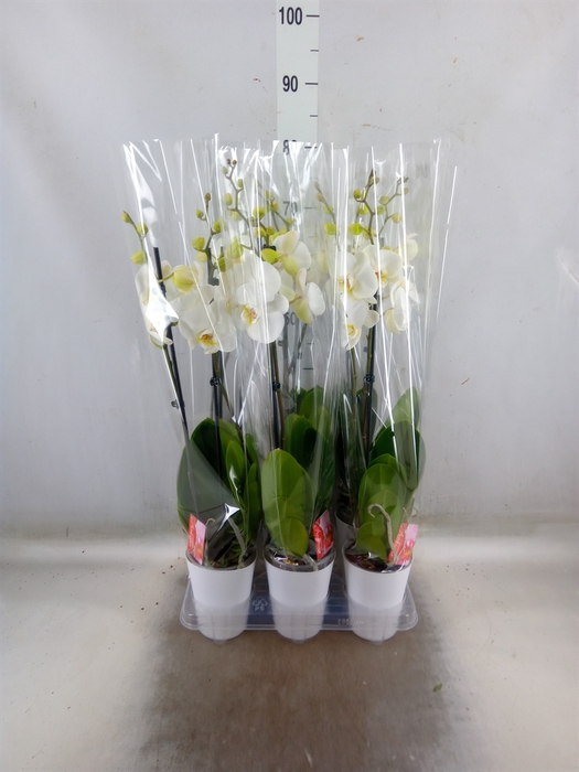 <h4>Phalaenopsis  'FC Snow Compass'</h4>
