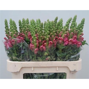 Antir Avignon Rose