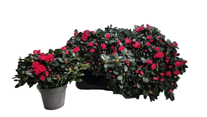 <h4>RHODO SI NORDL VOGEL</h4>