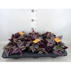 Tradescantia zebr. 'Purpusii'