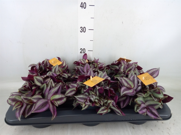 <h4>Tradescantia zebr. 'Purpusii'</h4>