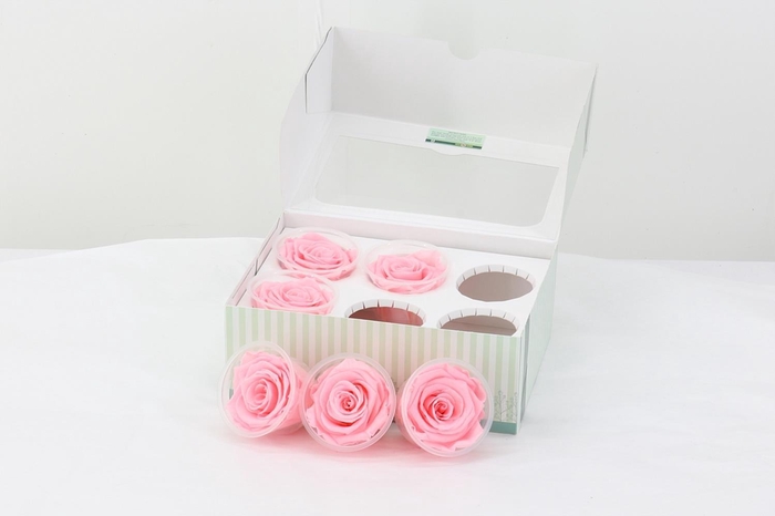 <h4>Rosa Preserved  Light Pink</h4>