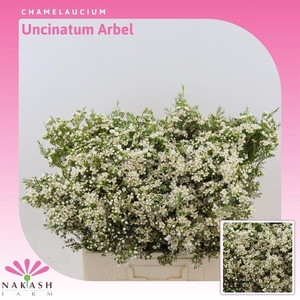 Chamelaucium uncinatum 'Arbel'