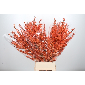 Ilex Ve Winter Gold
