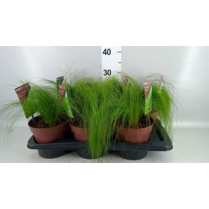 Stipa tenuifolia