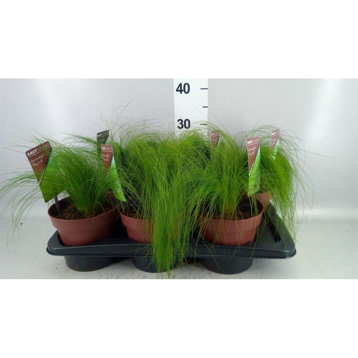 <h4>Stipa tenuifolia</h4>