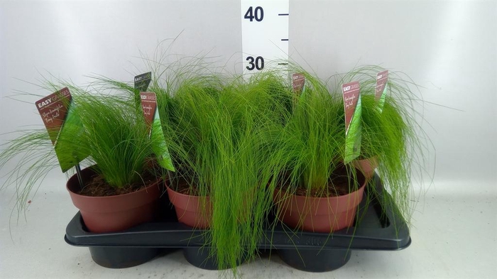 Stipa tenuifolia