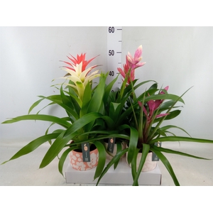 Bromelia   ...mix