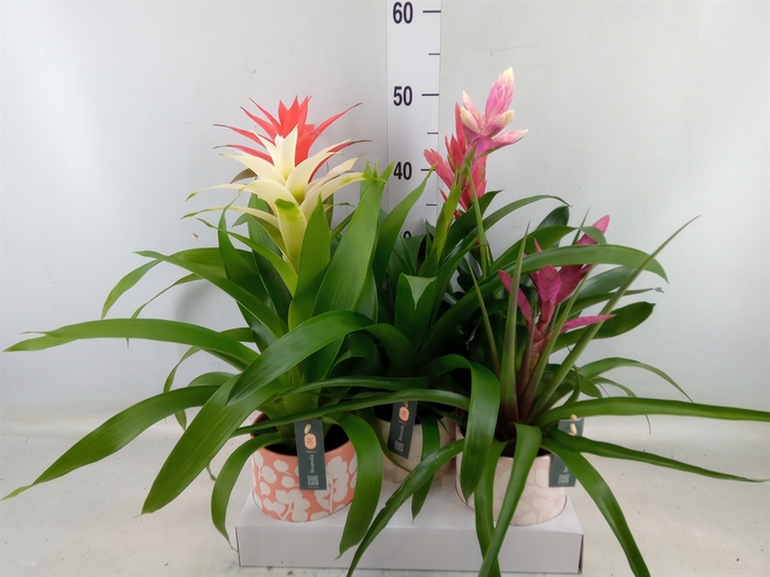 <h4>Bromelia   ...mix</h4>