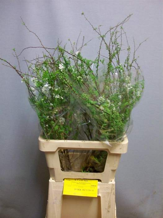 <h4>SPIR C GREFSHEIM</h4>