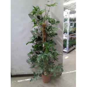 Philodendron pedatum