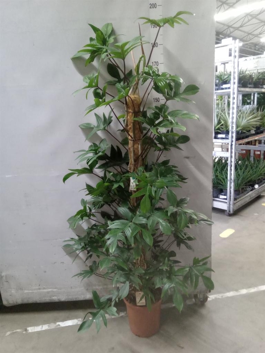 <h4>Philodendron pedatum</h4>