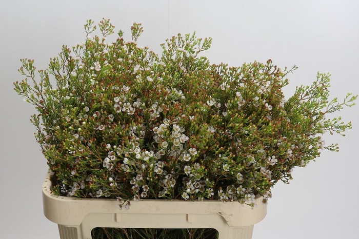<h4>Chamelaucium 'Morning Delight'</h4>