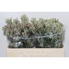 Anigozanthos Cape Gray Moss