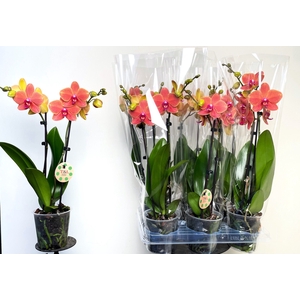 PHAL OV ORANJE
