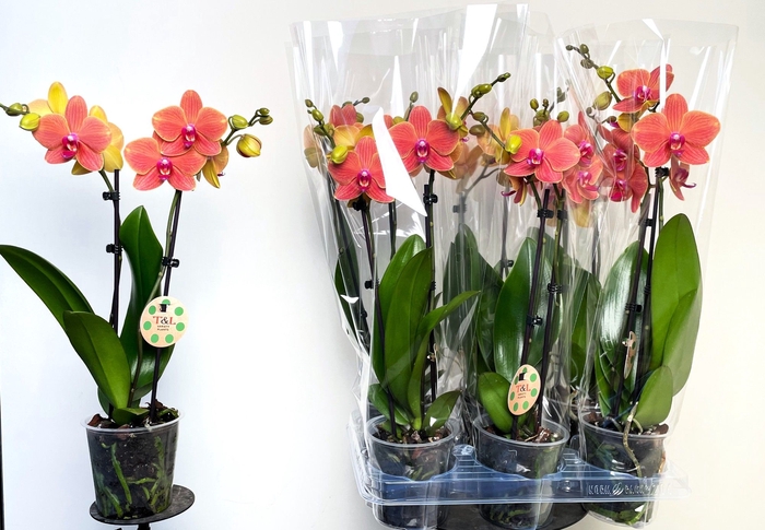 <h4>PHAL OV ORANJE</h4>