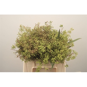 Euc Exotica Berry Per Bunch