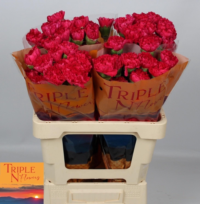 <h4>DI ST CERVANTES</h4>