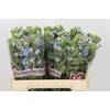 Oxypetalum Tweedia Blue