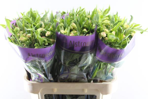 <h4>Alstr Bali (geel)</h4>