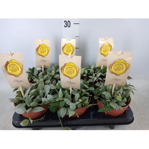 Hoya krohniana 'Eskimo'