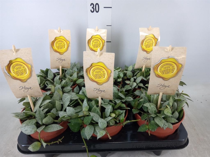 <h4>Hoya krohniana 'Eskimo'</h4>