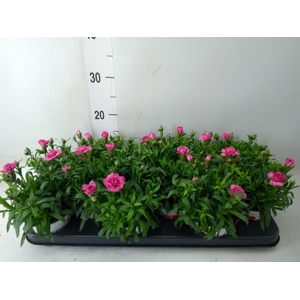 Dianthus  'Oscar Purple Star'