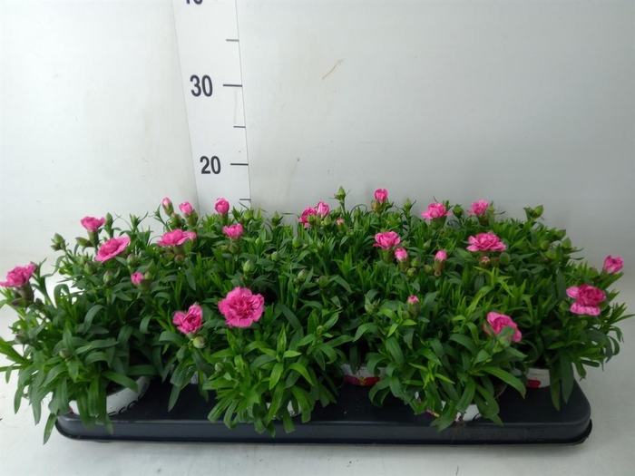 <h4>Dianthus  'Oscar Purple Star'</h4>