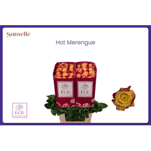 R GR HOT MERENGUE+