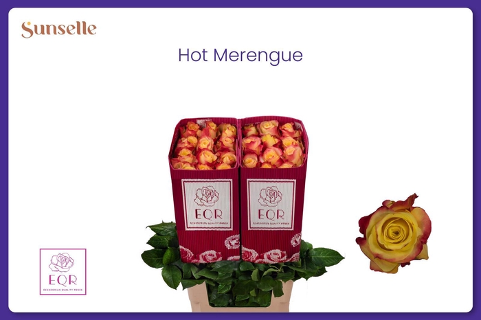 <h4>R GR HOT MERENGUE+</h4>