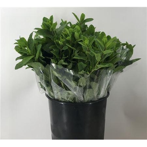 Ment Fresh Sensation