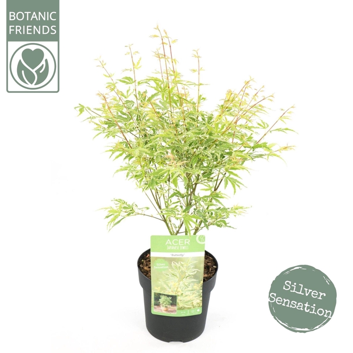 <h4>Acer palm. 'Butterfly'</h4>