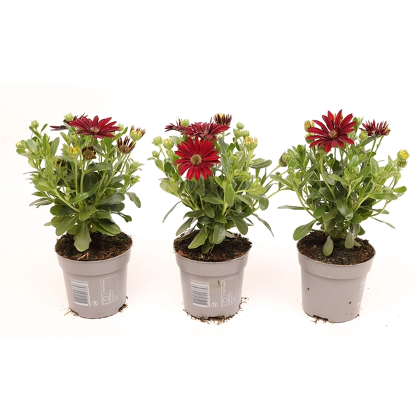 <h4>Osteospermum Dark Red</h4>